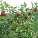 梅州市林業(yè)科學(xué)研究所