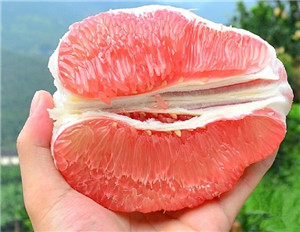 梅縣區(qū)桃堯鎮(zhèn)馬子山金柚生產(chǎn)基地