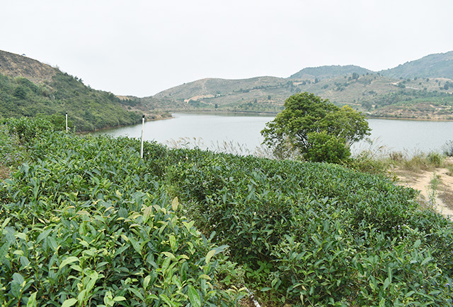 尋金萱、單叢龍井等綠茶，優(yōu)選五華縣天然湖農(nóng)業(yè)發(fā)展有限公司