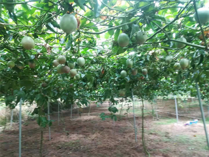 興寧大型百香果基地｜梅州市吉鴻生態(tài)農業(yè)開發(fā)有限公司